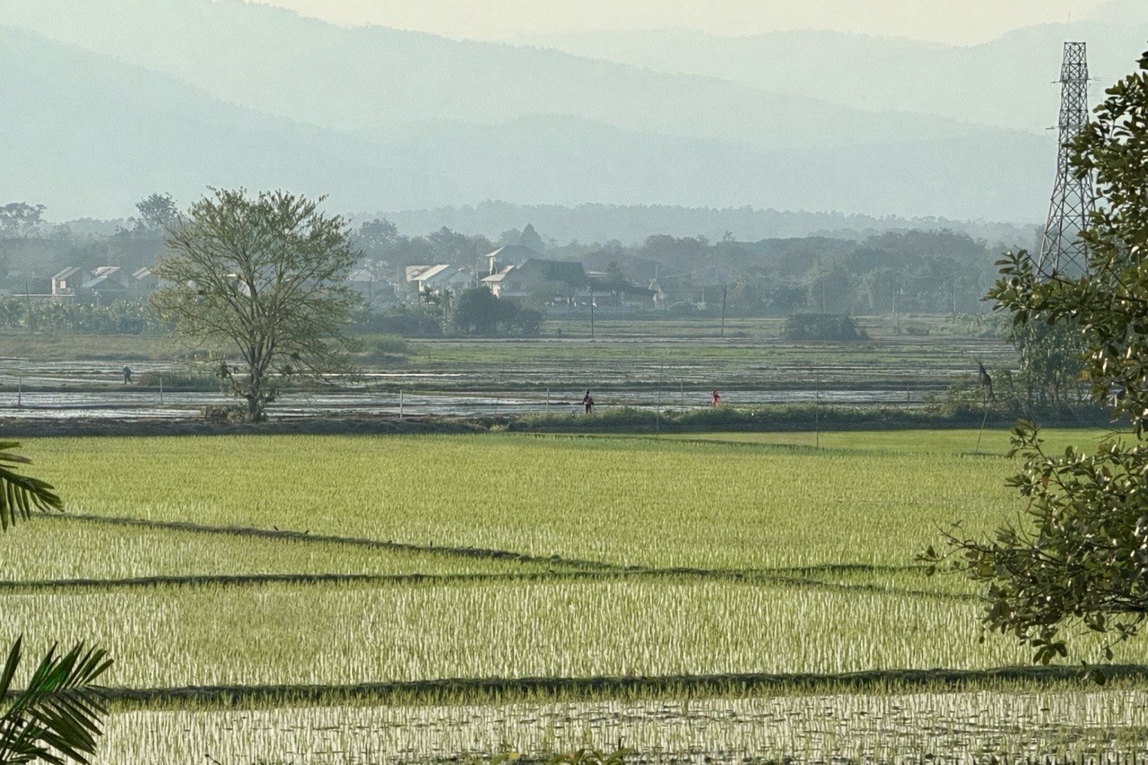 Rice paddies in a valley